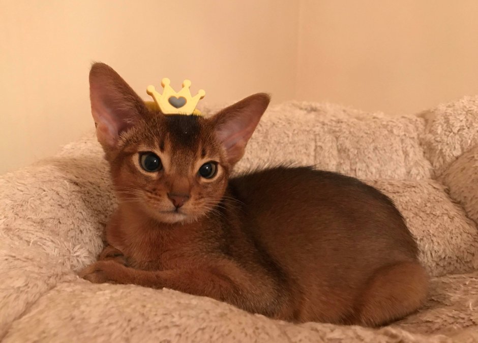 Абиссинская кошка девочка