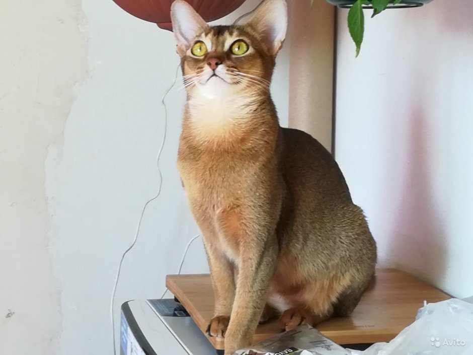 Абиссинская кошка трехцветная