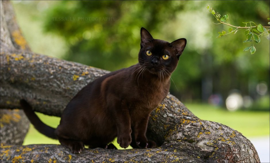 Абиссинская кошка