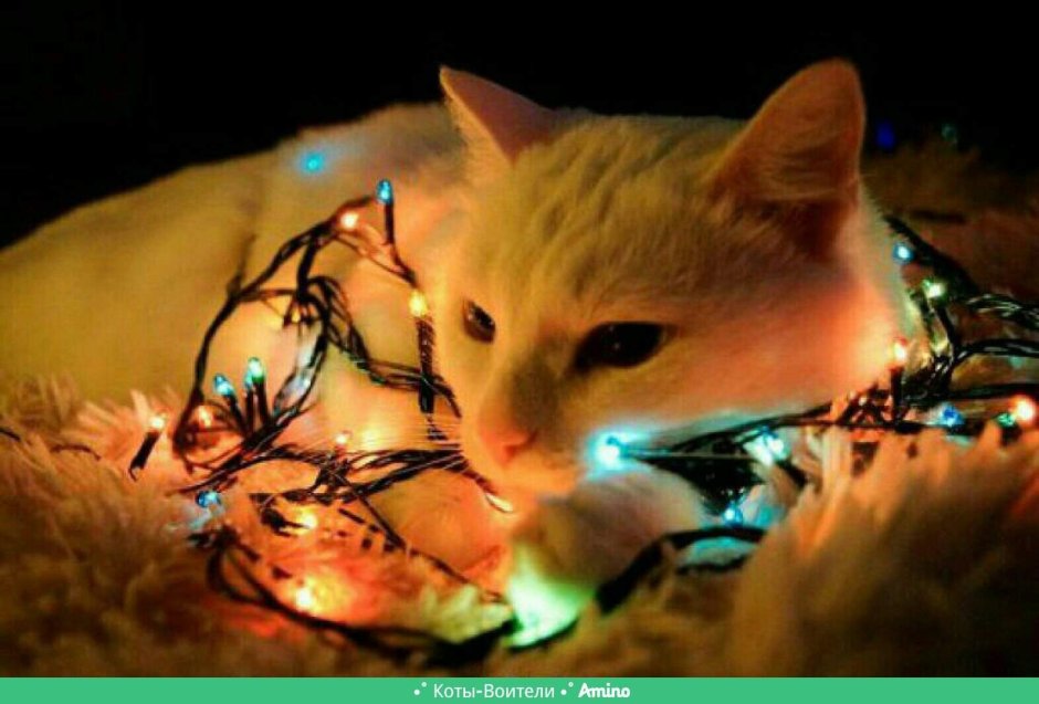Коты с гирляндой