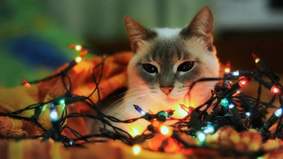Кот новый год