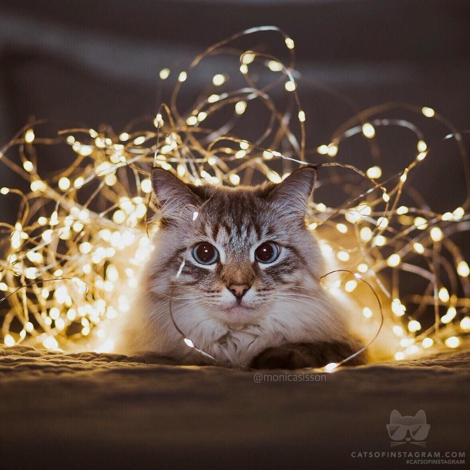 Коты с гирляндой