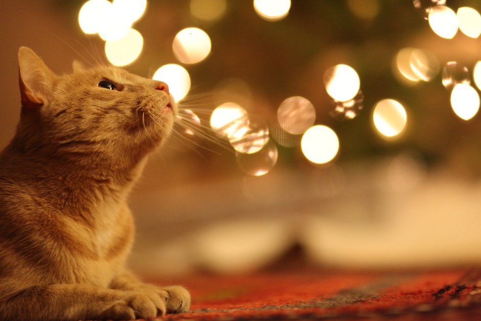 Коты с гирляндой