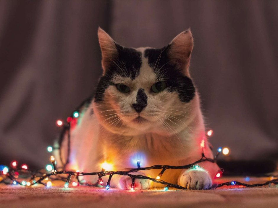 Котик в гирлянде