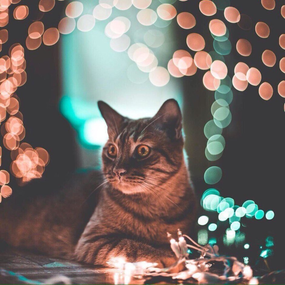 Котенок в гирлянде