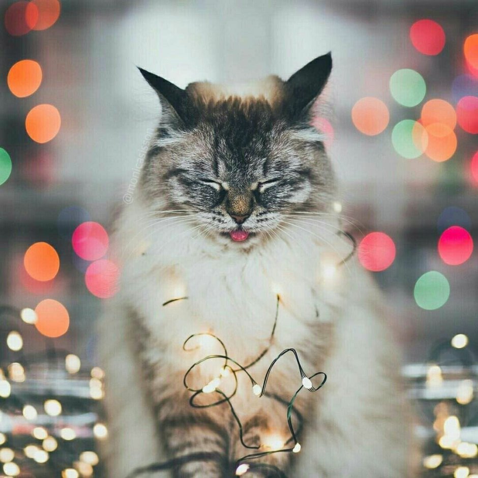 Новогодний кот в гирлянде