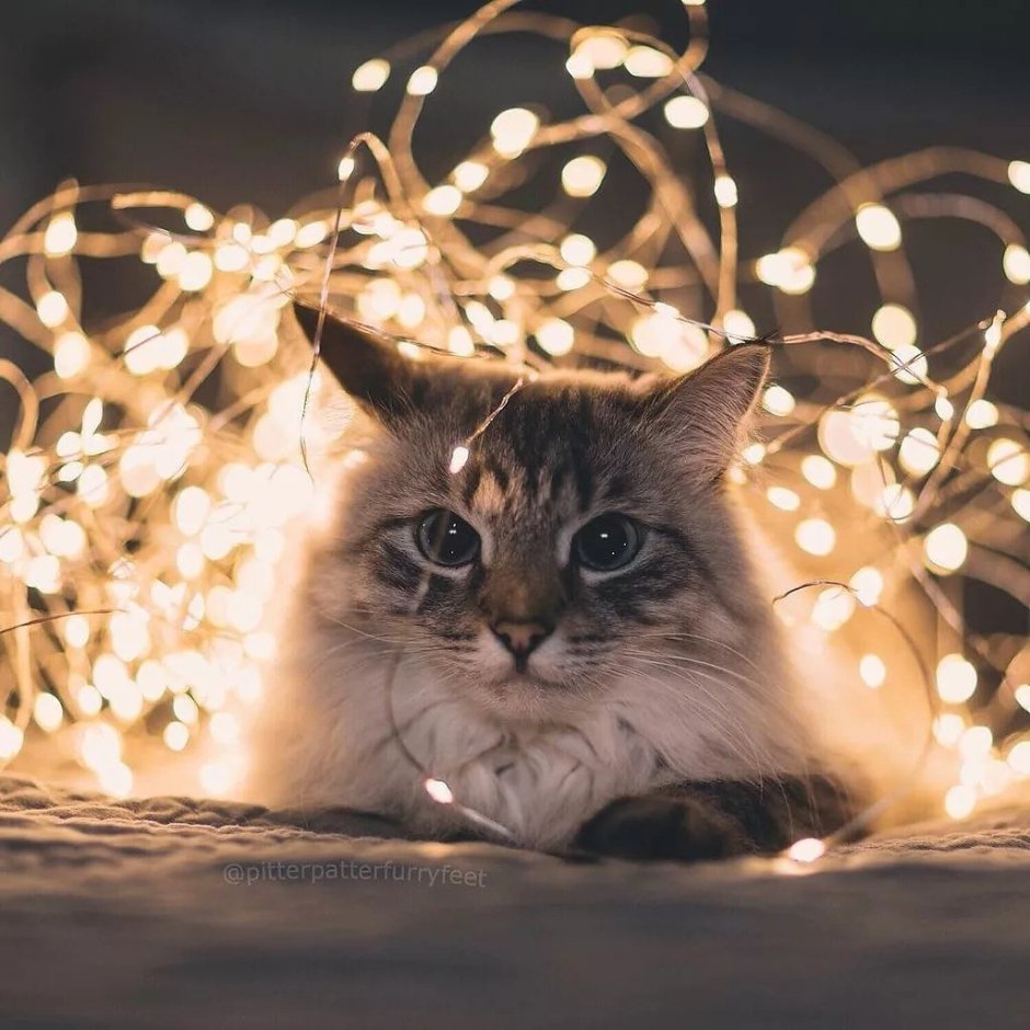 Гирлянда кошка