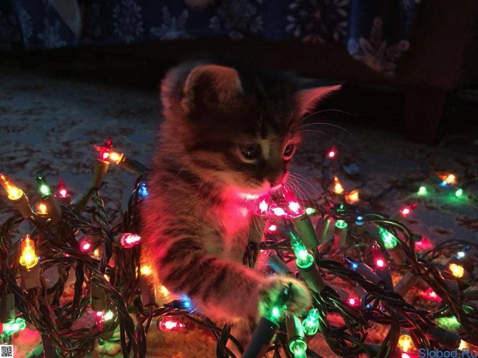 Кот в гирлянде