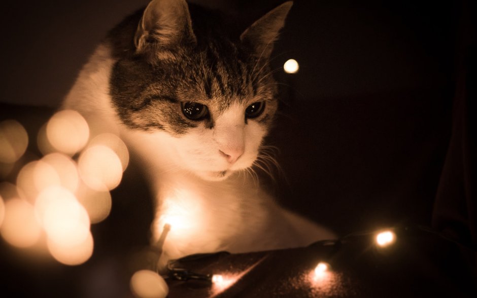 Новогодние коты на рабочий стол