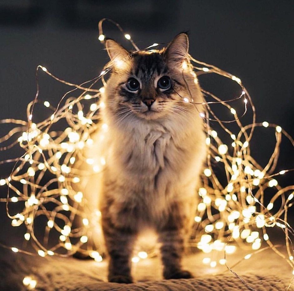 Гирлянда кошка