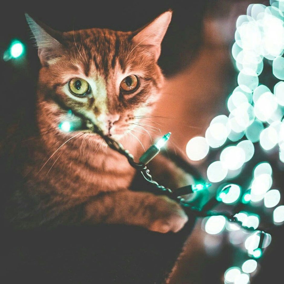 Коты с гирляндой