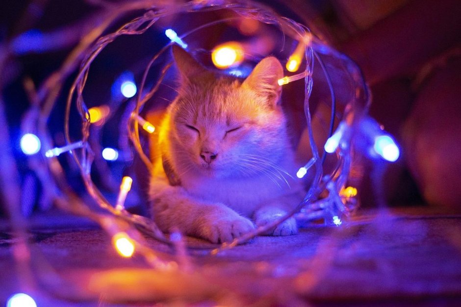 Кошка света