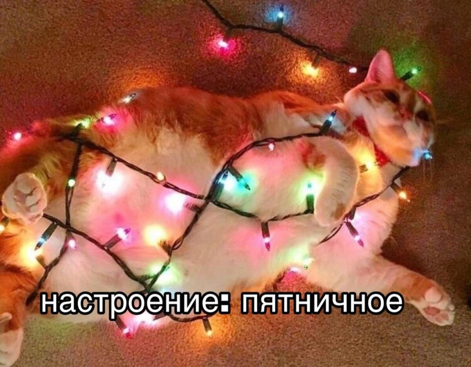 Кот в гирлянде
