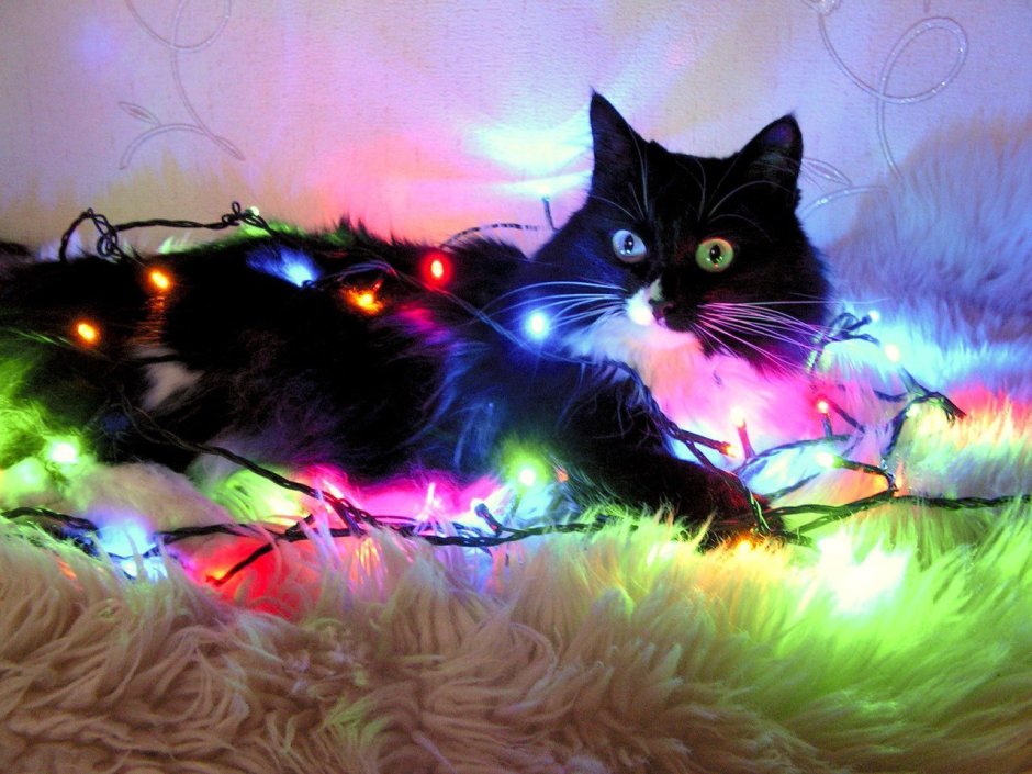 Коты с гирляндой