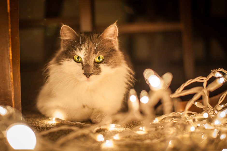 Новогодний кот в гирлянде