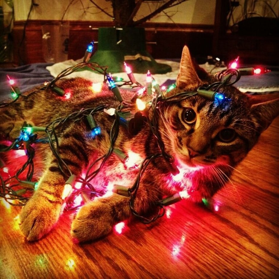 Новогодний котик