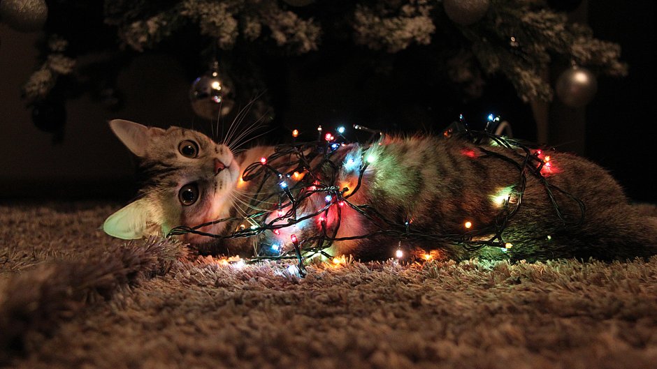Кот новый год