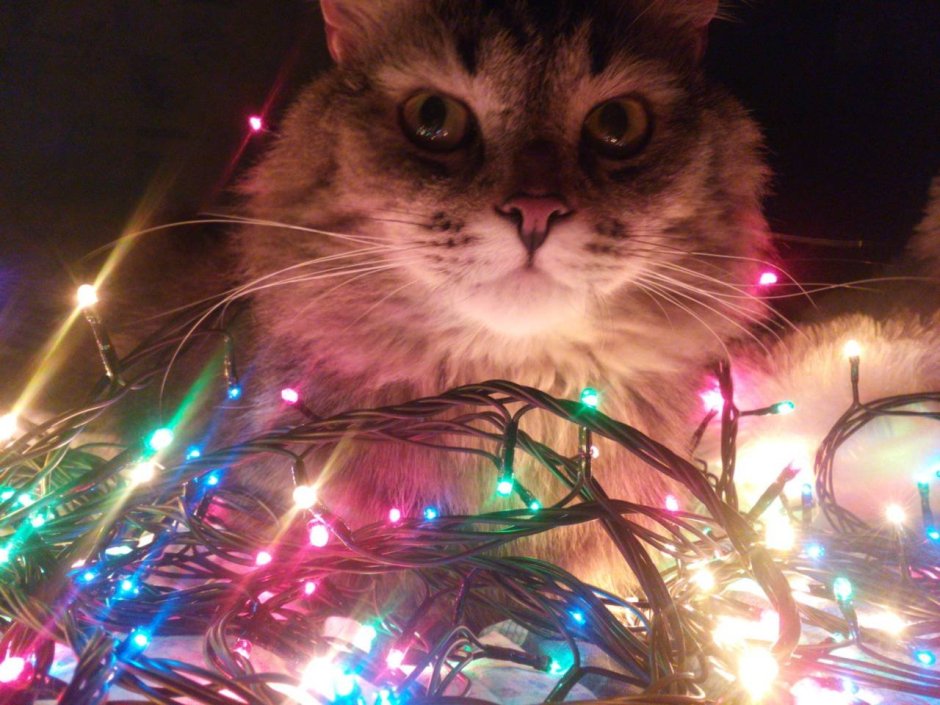 Уютные новогодние котики