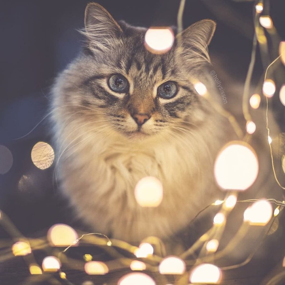 Котик в гирлянде
