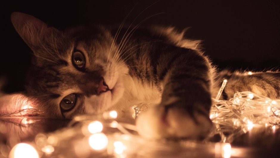 Коты с гирляндой