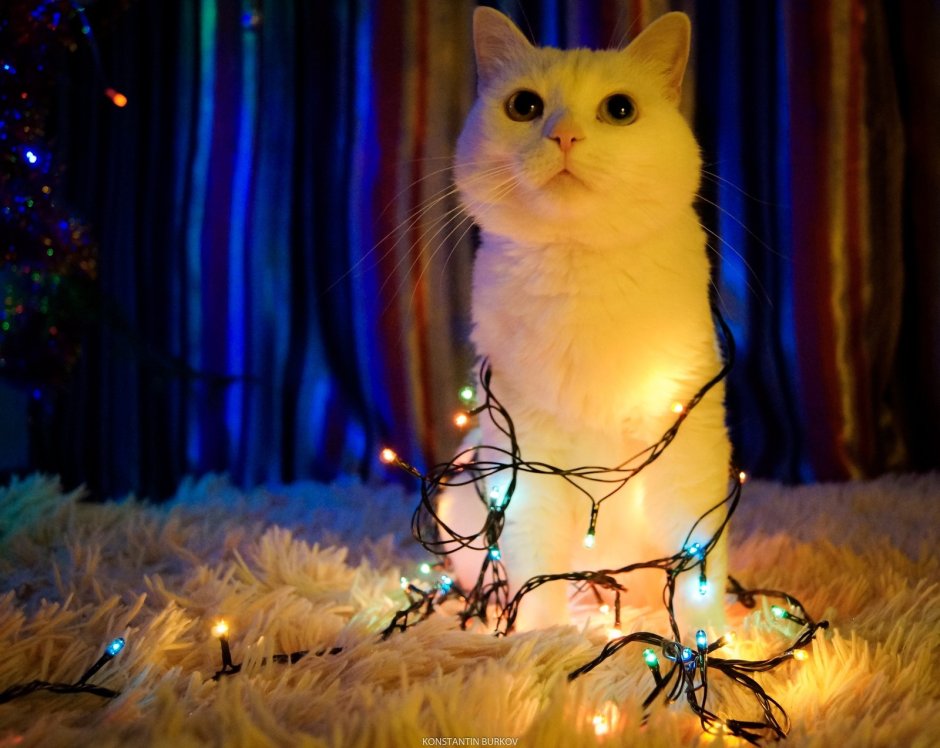 Кошачья гирлянда
