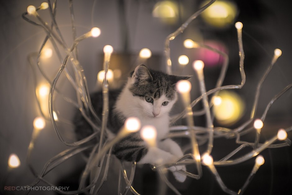 Котик с фонариком