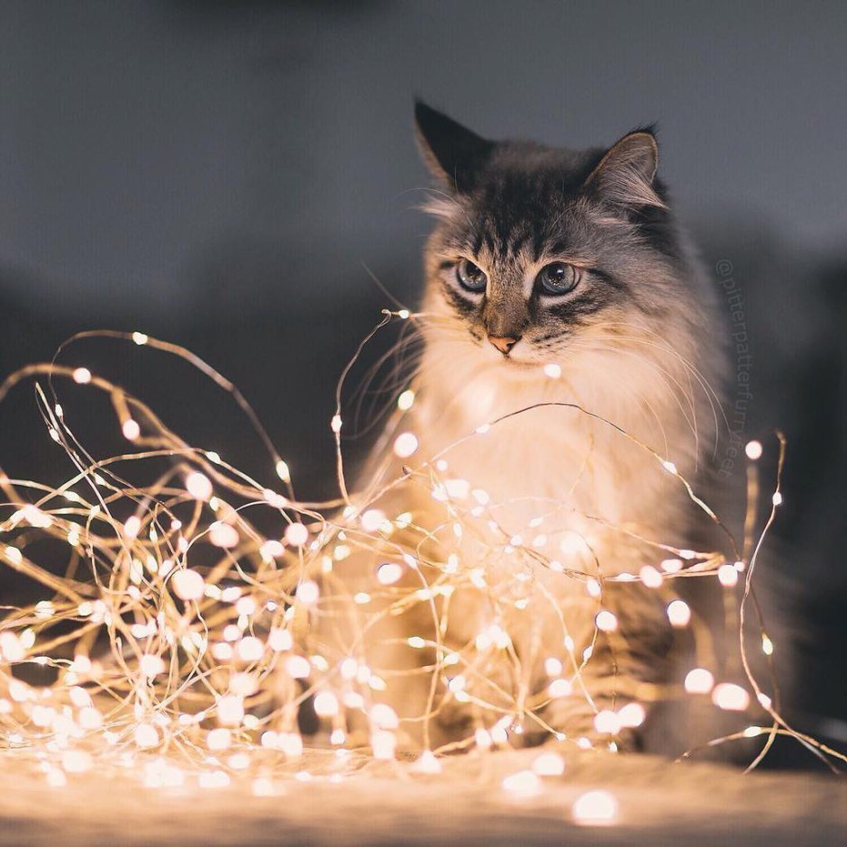 Котик в гирлянде