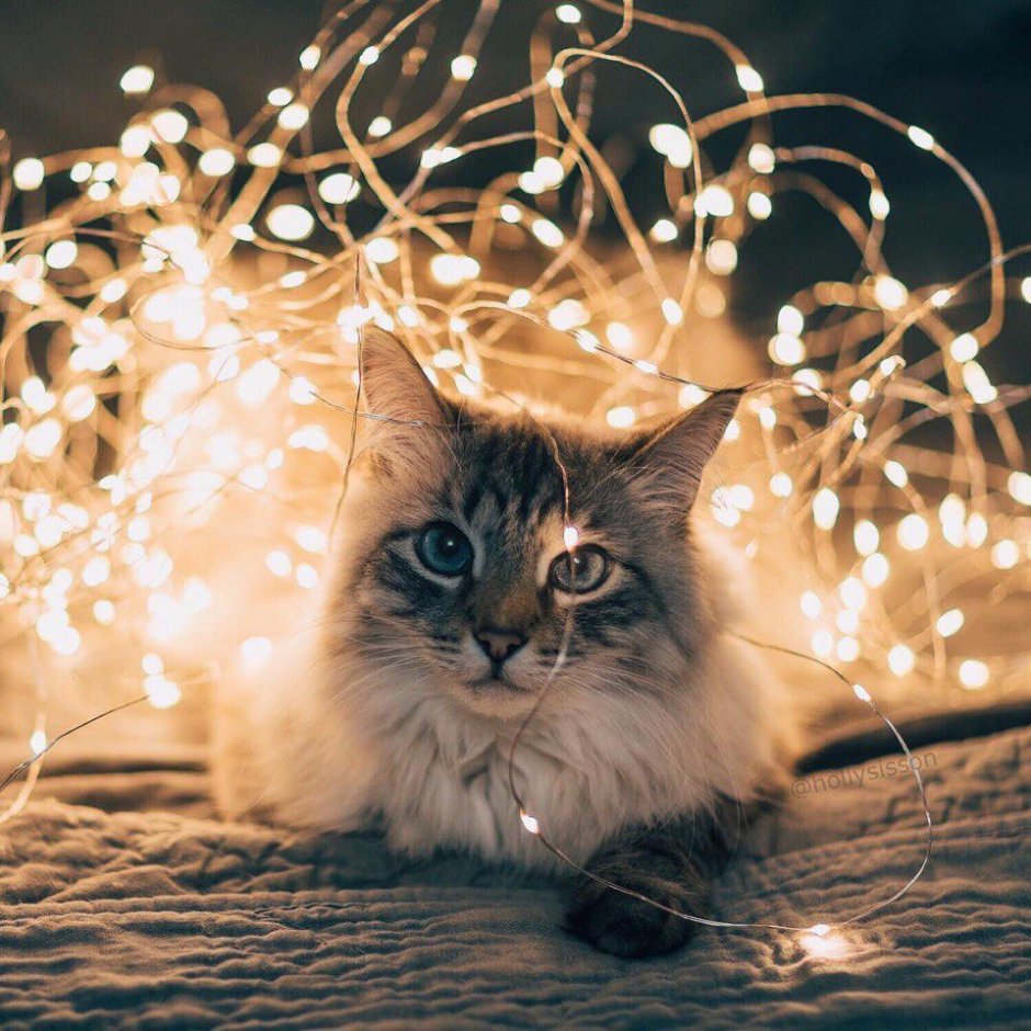 Котик в гирлянде
