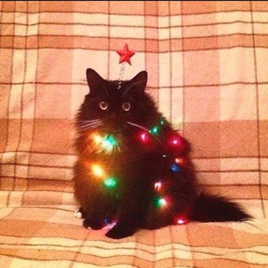Черный кот в гирлянде