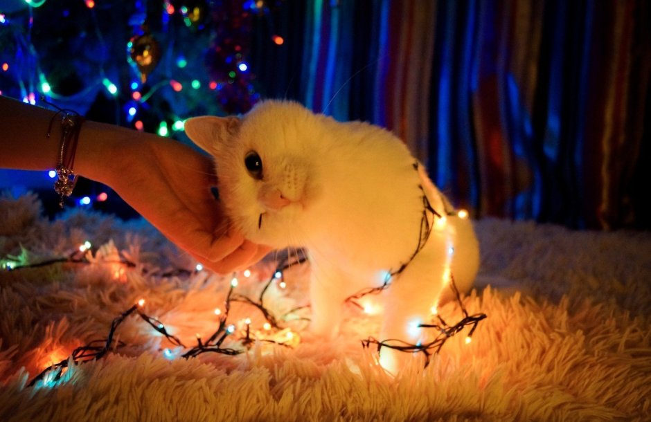 Кошачья гирлянда