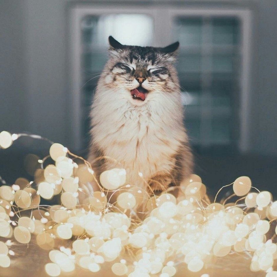 Котенок в гирлянде
