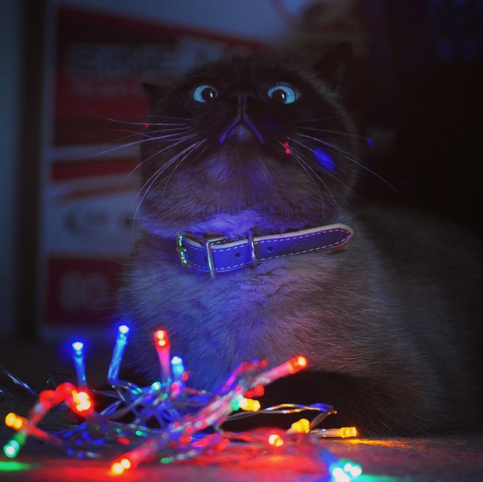 Новогодний сфинкс