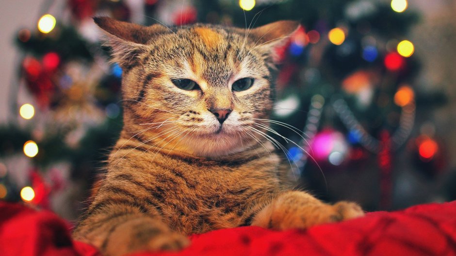 Коты с гирляндой