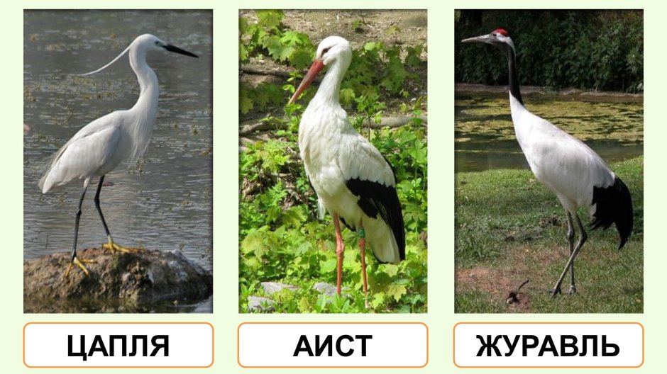 Цапля и Аист отличия
