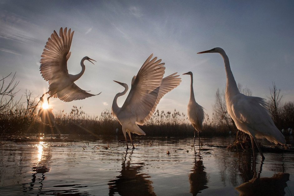 Победители фотоконкурса National Geographic