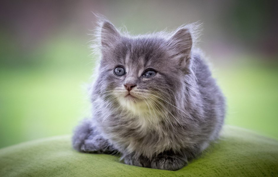 Маленький котенок