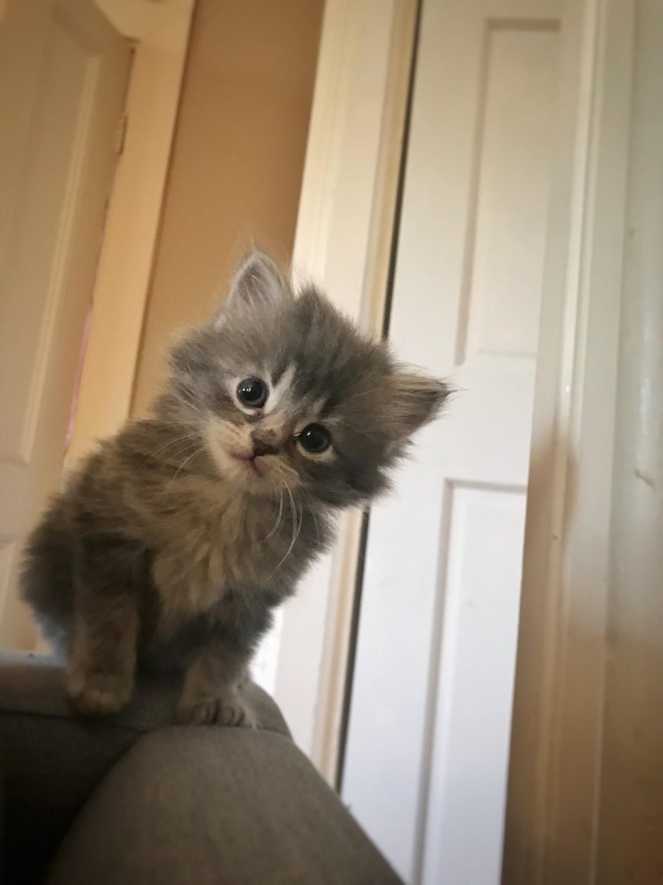 Сибирская кошка котята