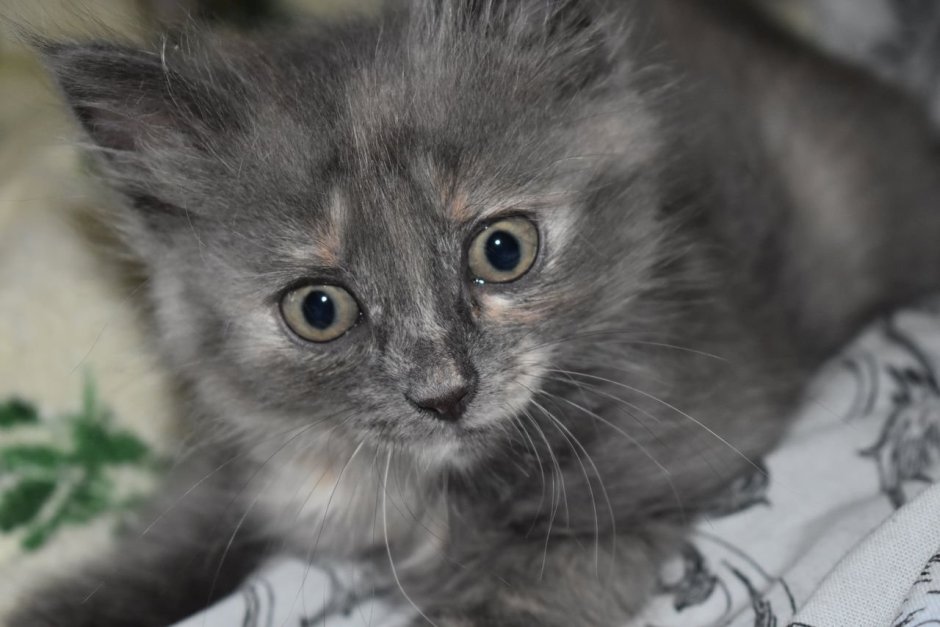 Милый лохматый котенок