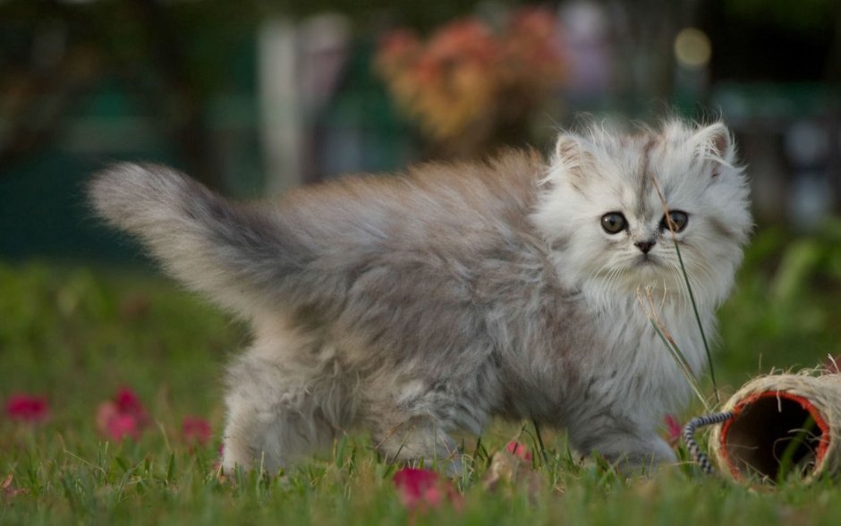 Серый котёнок