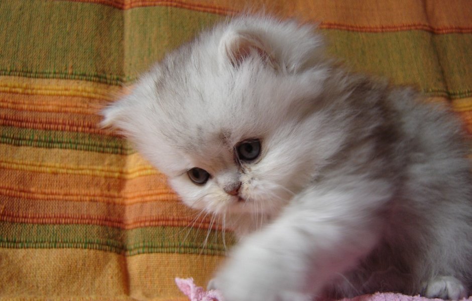 Котенок спит