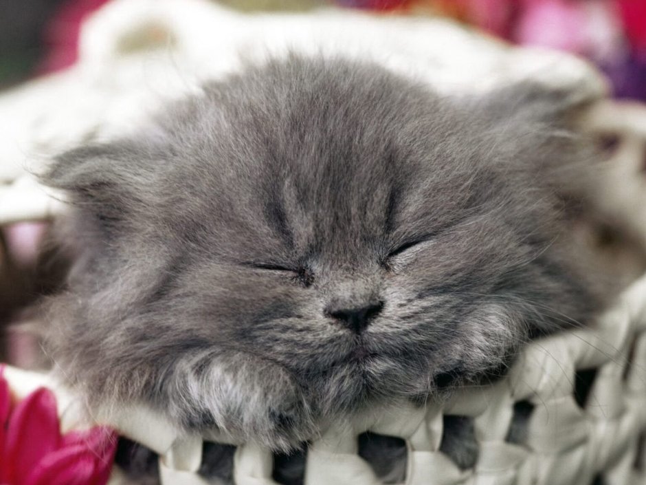 Котята маленькие пушистики