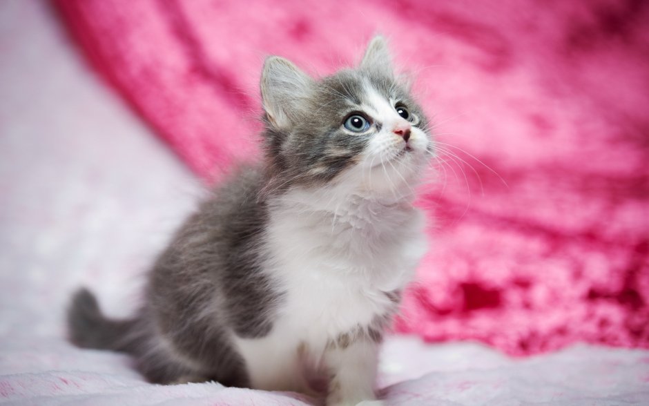 Уличный котенок