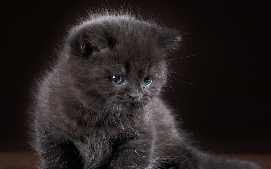 Серенький пушистый котенок