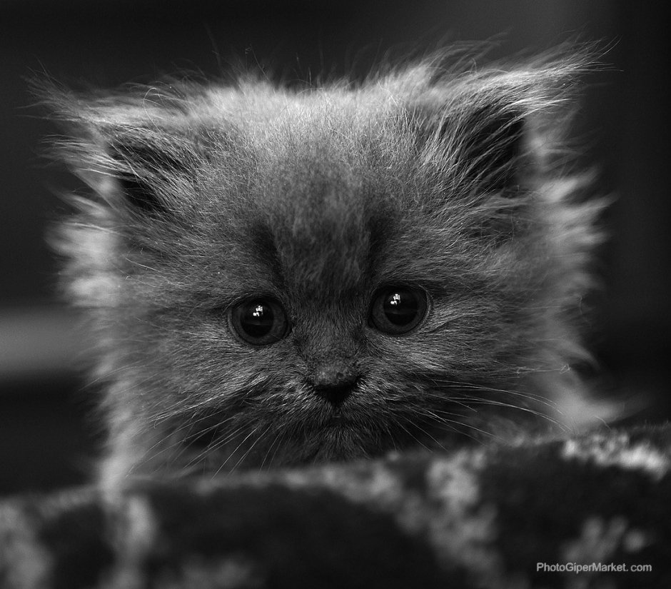 Котята милашки