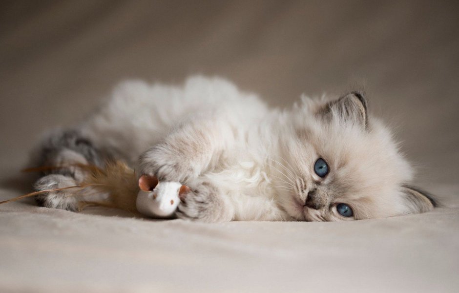 Маленький котенок