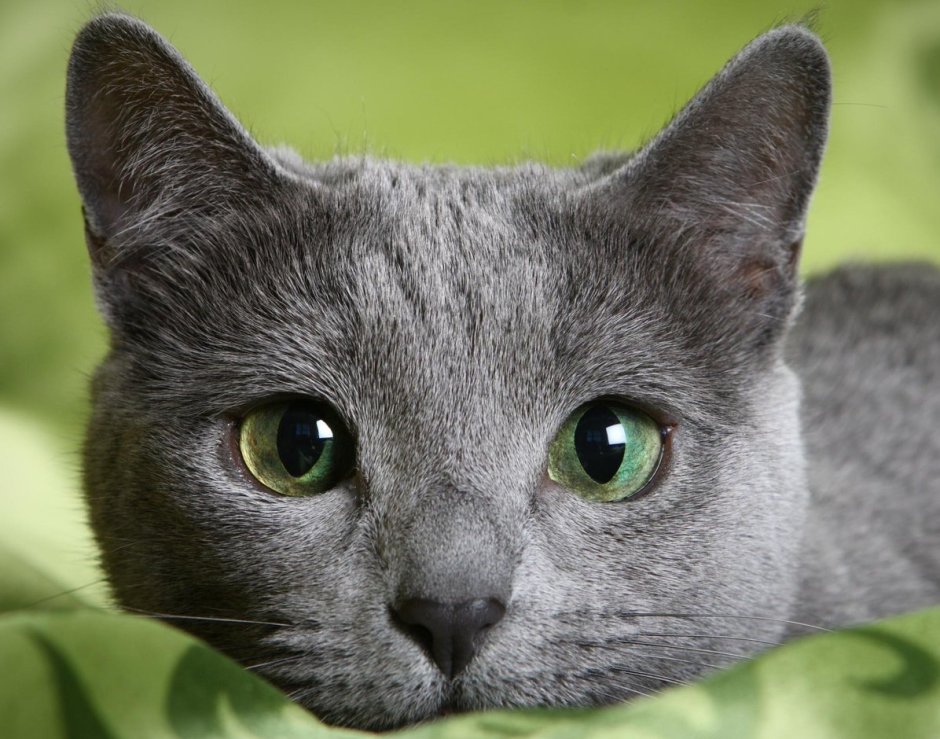 Шартрез кошка черная