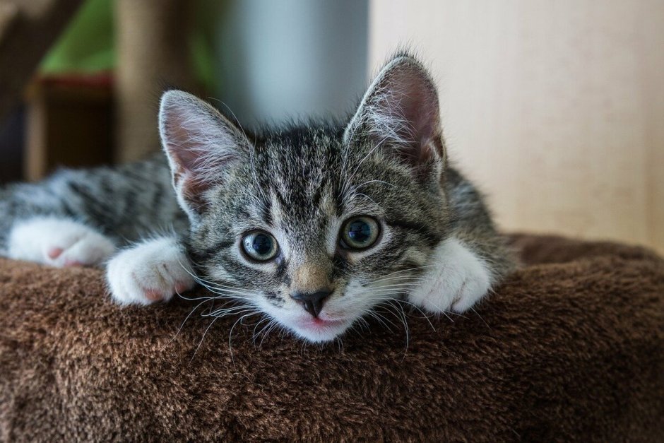 Котенок серо полосатый