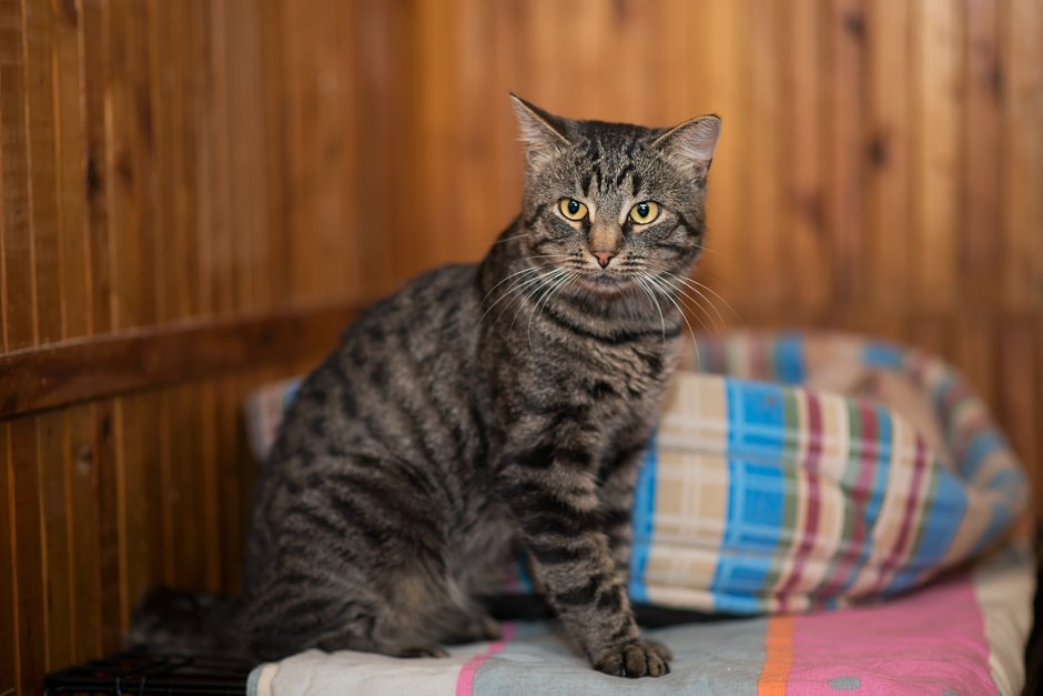 Полосатая кошка