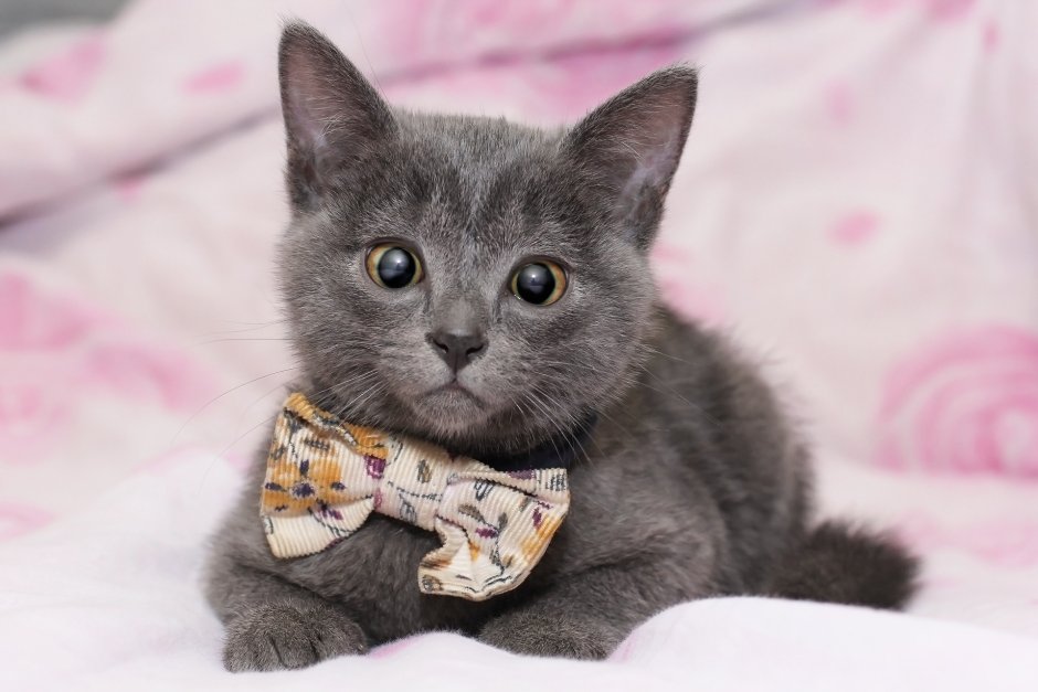Котенок с бантиком