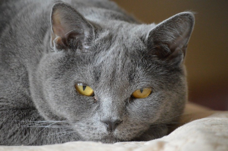 Кот британец серый